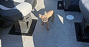 Miss Kitty joined the competition — help win amazing prizes! animal, boat, brown_dog, cabin, collar, cute, dog, ears, floor, french_bulldog, indoors, pet, portrait, puppy, seating, shadow, standing, sunlight, travel, vehicle