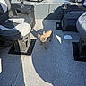 dog, french_bulldog, puppy, pet, animal, standing, indoors, vehicle, boat, cabin, floor, sunlight, shadow, ears, collar, brown_dog, cute, portrait, travel, seating