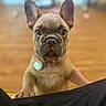 Miss Kitty joined the competition — help win amazing prizes! animal, bat_ears, black_blanket, brown_coat, close_up, collar, cute, dog, french_bulldog, indoors, paws, pet, portrait, puppy, shallow_depth_of_field, short_snout, staring, tag, wooden_floor, wrinkles