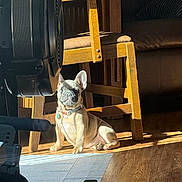 Miss Kitty is registered to the contest to win money with this photo: camera, chair, collar, couch, dog, french_bulldog, furniture, home, indoor, photography, portrait, puppy, serious_expression, shadows, sitting, studio, sunbeam, sunlight, tags, wooden_floor