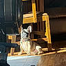 dog, french_bulldog, puppy, sitting, indoor, sunlight, sunbeam, portrait, camera, photography, studio, chair, wooden_floor, furniture, couch, collar, tags, home, shadows, serious_expression