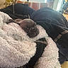 Miss Kitty joined the competition — help win amazing prizes! animal, blanket, brown, closeup, couch, cozy, cushion, dog, fluffy, french_bulldog, home, indoor, pet, portrait, puppy, relaxed, sleeping, sleepy, snuggled, wrinkled