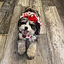 Luna is registered to the contest to win money with this photo: dog, puppy, small_dog, pet, cute, fluffy, lying_down, tongue_out, indoor, wooden_floor, holiday_outfit, red_bow, black_and_white, fur, collar, smiling, animal, domestic_animal, playful, adorable