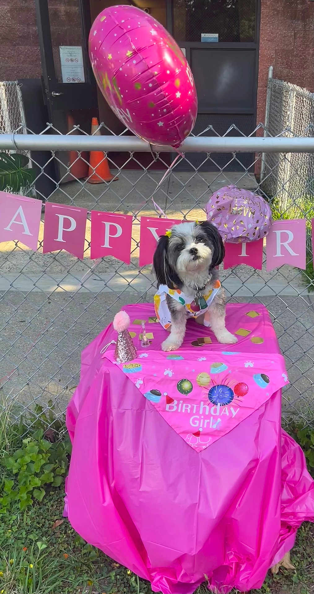 Luna is registered to the contest to win money with this photo: dog, birthday, party, pink, balloon, table, dog_outfit, fence, banner, outdoor, grass, celebration, pet, festive, small_dog, canine, accessory, decorations, holiday, cute