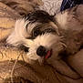 Luna is registered to the contest to win money with this photo: dog, pet, fluffy, black_and_white, tongue_out, blanket, cozy, indoor, cute, lying_down, fur, closeup, animal, companion, relaxed, soft, warm, face, nose, eye