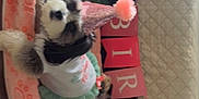 Luna is registered to the contest to win money with this photo: dog, party_hat, birthday_banner, pink_blanket, table, indoor, decorations, celebration, pet_clothing, small_dog, furry_pet, festive, green_leaves, quilted_bedspread, furniture, floor, cute, birthday, party, pet