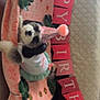 dog, party_hat, birthday_banner, pink_blanket, table, indoor, decorations, celebration, pet_clothing, small_dog, furry_pet, festive, green_leaves, quilted_bedspread, furniture, floor, cute, birthday, party, pet