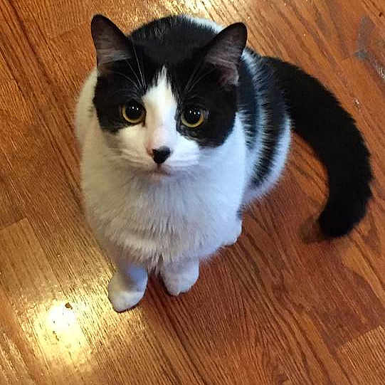 Banjo