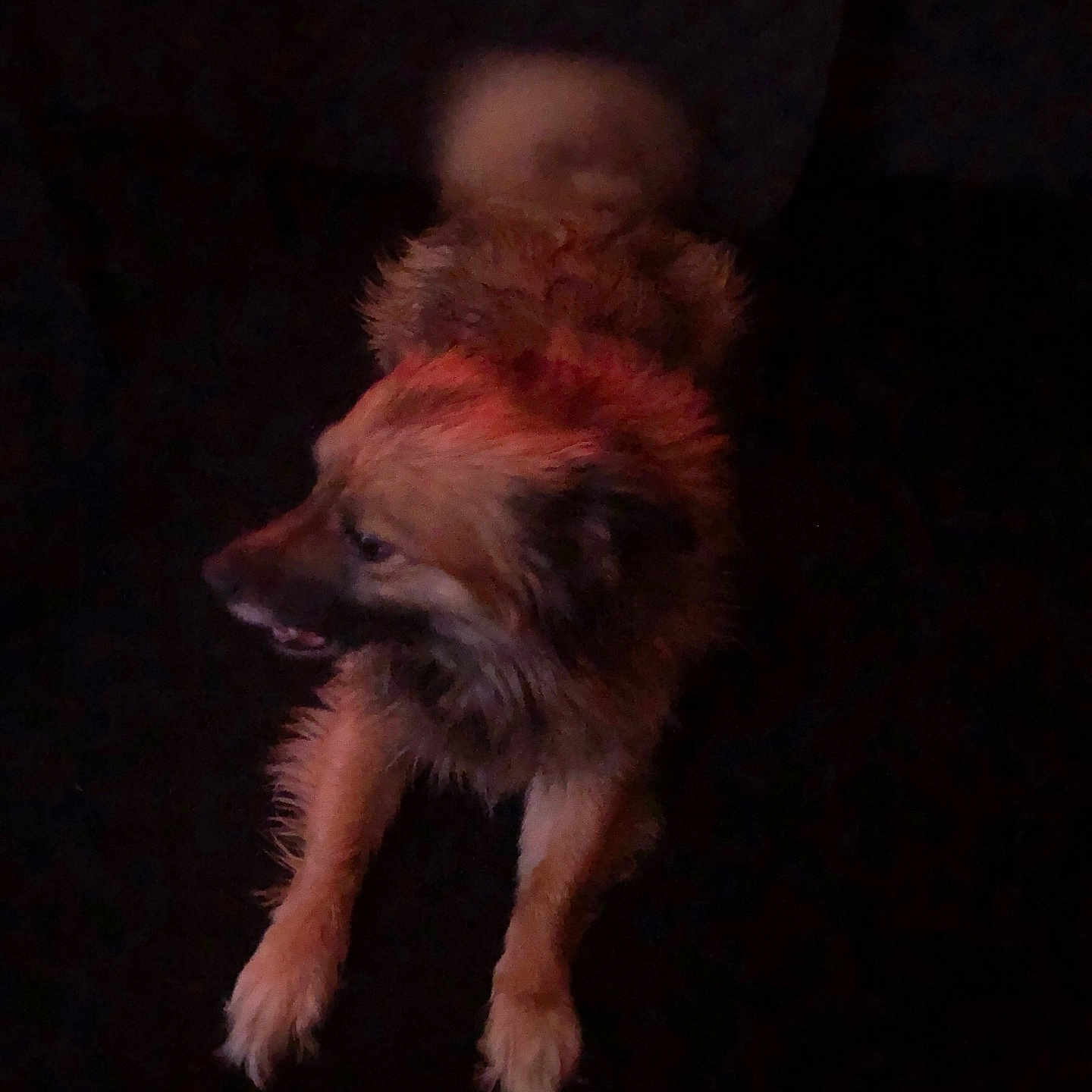 Rollie joined the competition — help win amazing prizes! dog, puppy, fluffy, small_dog, brown_fur, orange_fur, long_hair, curled_tail, open_mouth, side_profile, sitting, indoor, dark_background, low_light, portrait, pet, animal, fur, legs, playful