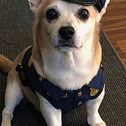 Rocket is registered to the contest to win money with this photo: dog, pet, costume, police_costume, police_hat, badge, uniform, small_dog, sitting, indoor, carpet, wooden_floor, ears, eyes, nose, paws, portrait, cute, serious_expression, tiny_officer
