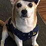 dog, pet, costume, police_costume, police_hat, badge, uniform, small_dog, sitting, indoor, carpet, wooden_floor, ears, eyes, nose, paws, portrait, cute, serious_expression, tiny_officer
