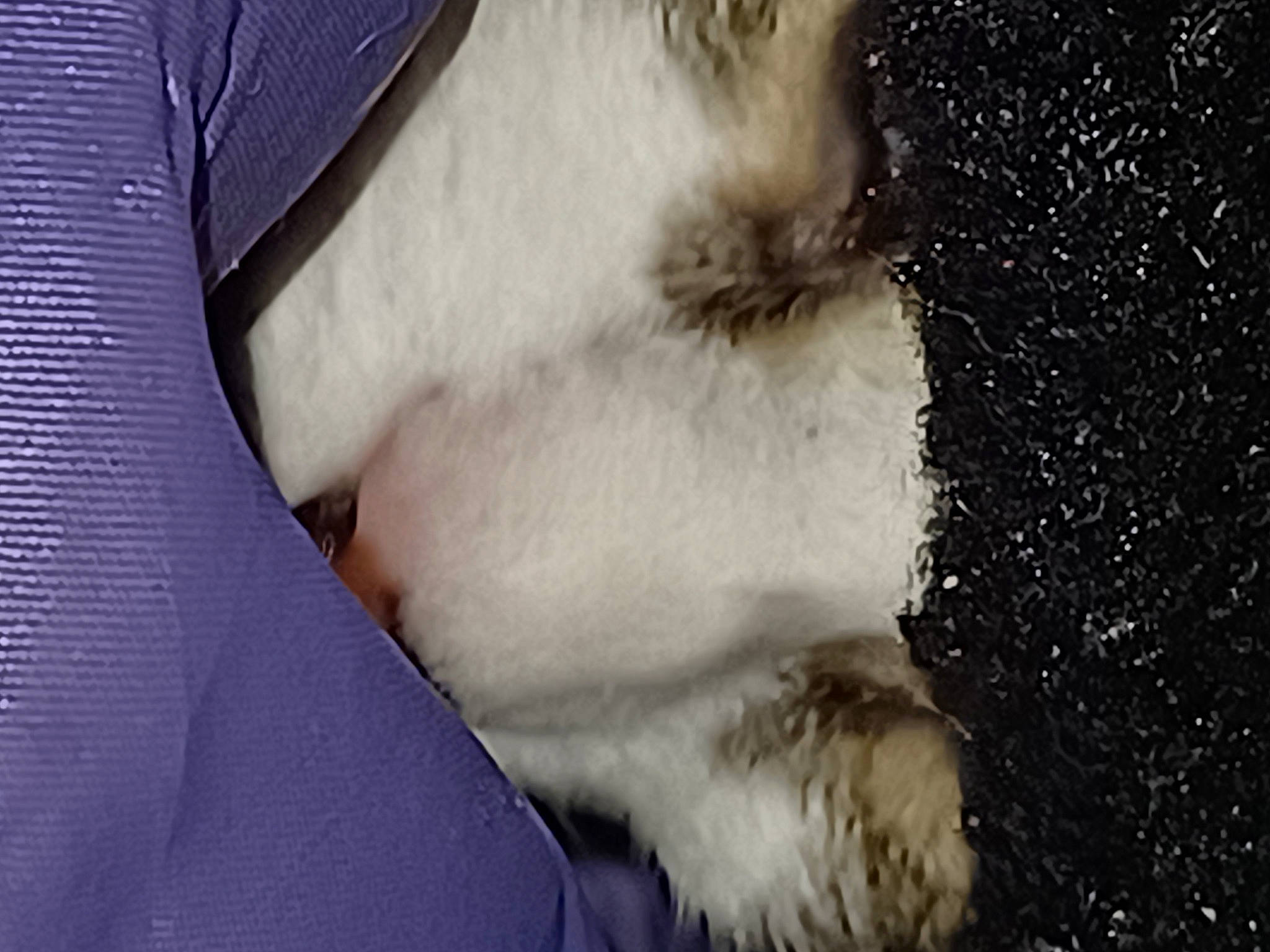 Siroco a rejoint le concours — aidez-le/la à gagner de superbes lots ! canidae, carnivore, cat, close_up, companion_dog, dog_breed, electric_blue, eyelash, fawn, felidae, fur, human_leg, paw, small_to_medium_sized_cats, snout, sporting_group, tail, vertebrate, whiskers, window