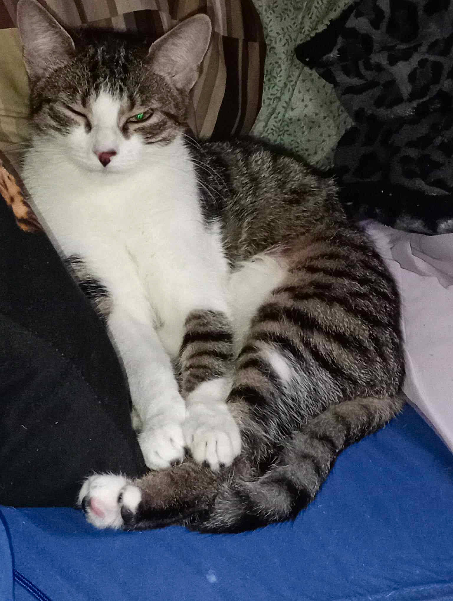 Siroco a rejoint le concours — aidez-le/la à gagner de superbes lots ! carnivore, cat, comfort, domestic_short_haired_cat, felidae, fur, paw, sitting, small_to_medium_sized_cats, snout, tail, whiskers