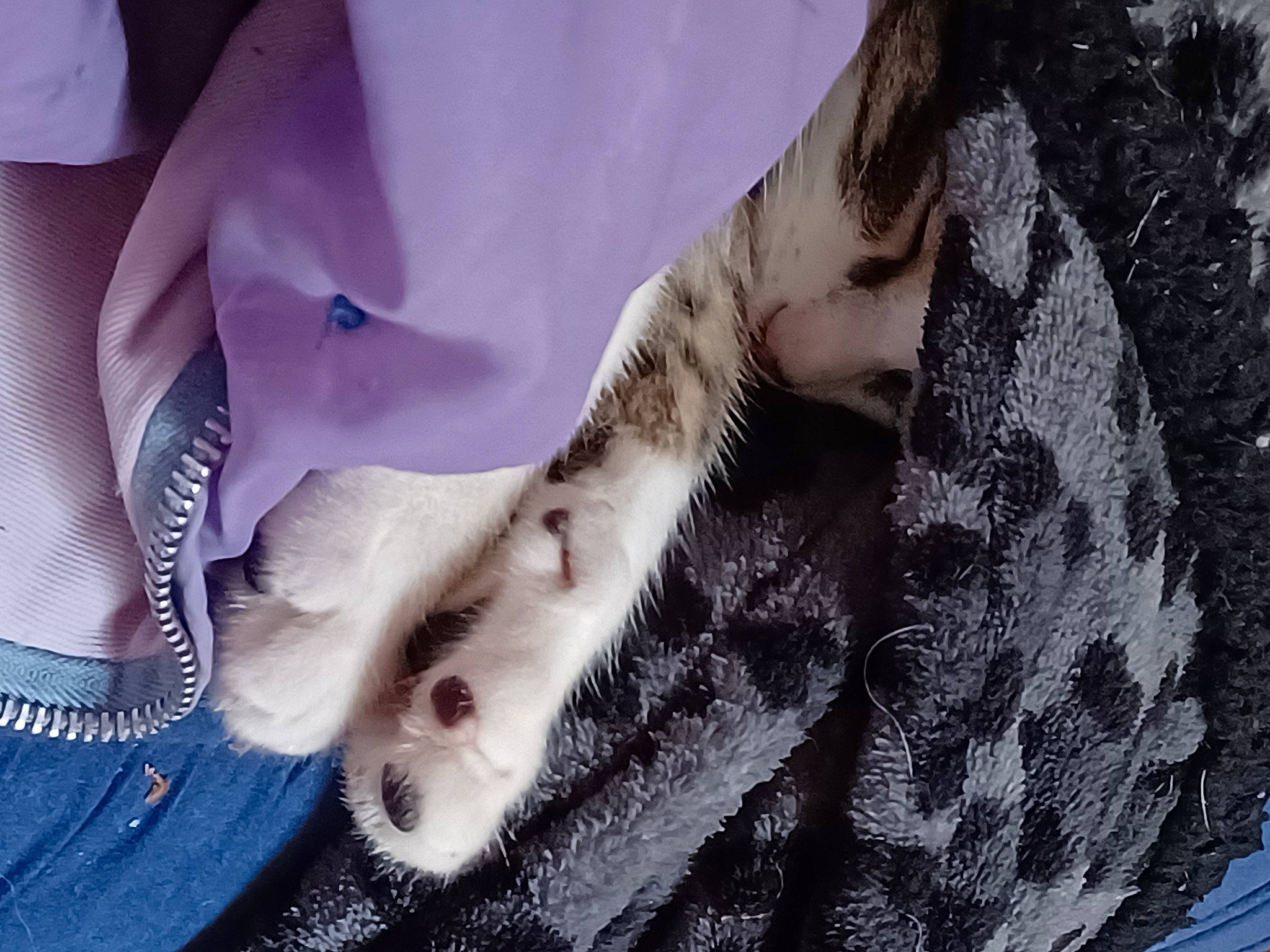 Siroco a rejoint le concours — aidez-le/la à gagner de superbes lots ! carnivore, companion_dog, denim, dog_breed, dress, fashion_design, fawn, felidae, fur_clothing, gesture, glove, human_leg, leg, linens, nail, sleeve, small_to_medium_sized_cats, textile, thigh, whiskers