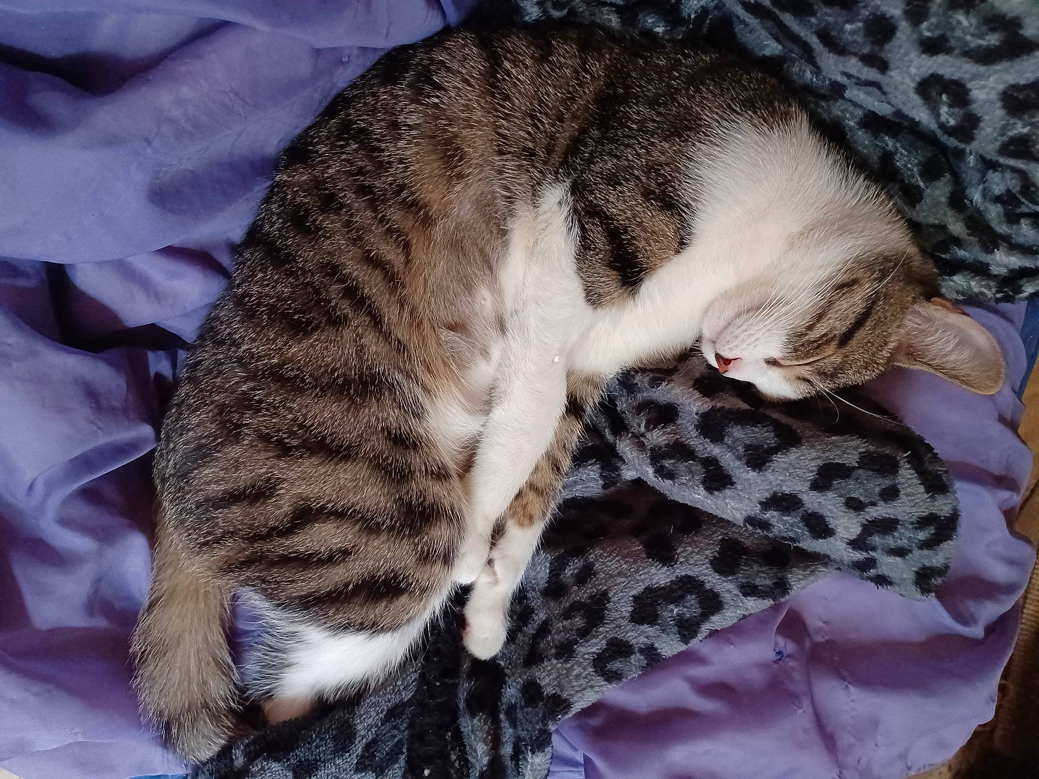 Siroco a rejoint le concours — aidez-le/la à gagner de superbes lots ! carnivore, cat, cat_bed, claw, comfort, domestic_short_haired_cat, fawn, felidae, fur, mammal, nap, pattern, paw, sleep, small_to_medium_sized_cats, snout, tail, terrestrial_animal, vertebrate, whiskers