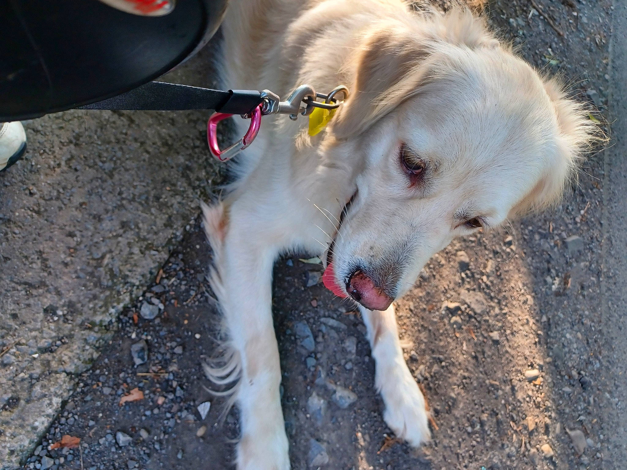 Akina a rejoint le concours — aidez-le/la à gagner de superbes lots ! asphalt, automotive_tire, canidae, carnivore, collar, companion_dog, dog, dog_breed, dog_collar, fang, fender, fur, leash, pet_supply, road_surface, snout, soil, sporting_group, working_animal, working_dog