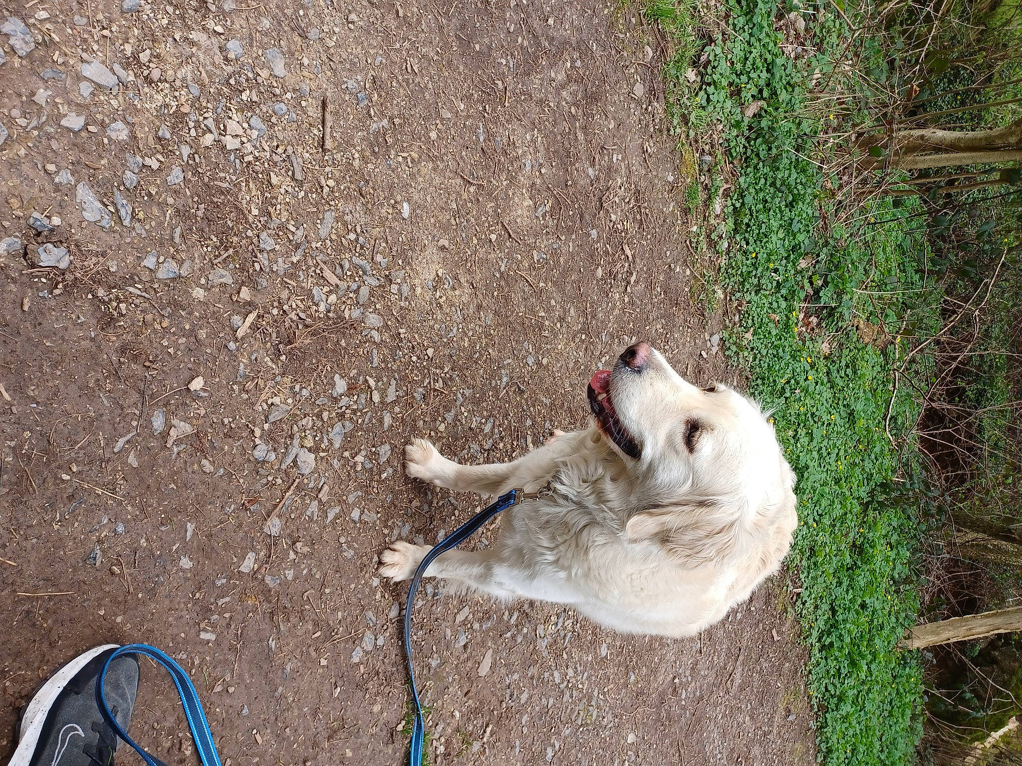 Akina a rejoint le concours — aidez-le/la à gagner de superbes lots ! canidae, carnivore, collar, companion_dog, dog, dog_breed, fawn, felidae, foot, fur, grass, leash, paw, plant, road_surface, shadow, small_to_medium_sized_cats, soil, sporting_group, tail