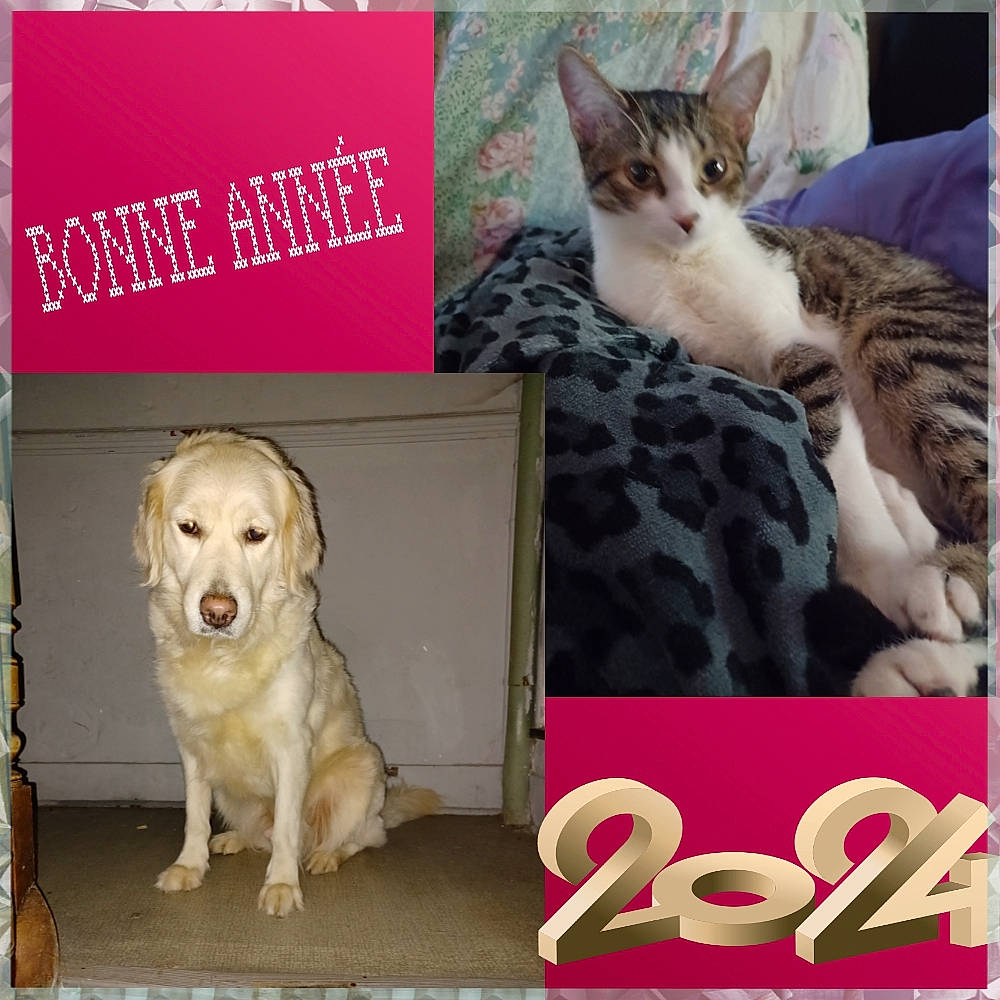 Akina a rejoint le concours — aidez-le/la à gagner de superbes lots ! carnivore, cat, collar, companion_dog, dog, dog_breed, dog_supply, facial_expression, felidae, font, fur, happy, mammal, paw, pet_supply, photo_caption, rectangle, snout, vertebrate, whiskers