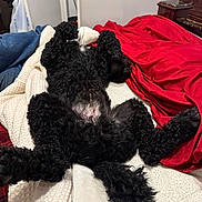 Kobe joined the competition — help win amazing prizes! bed, bedroom, belly_up, black_dog, blanket, broom, cozy, cream_blanket, curly_fur, dog, door, dresser, fur, indoor, jeans, mirror, nightstand, paws, red_blanket, sleeping