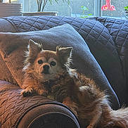 Angel joined the competition — help win amazing prizes! dog, couch, pillow, quilted, relaxed, indoor, pet, furniture, window, plant, sunlight, cozy, fur, small_dog, resting, brown, living_room, domestic, companion, animal