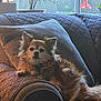 dog, couch, pillow, quilted, relaxed, indoor, pet, furniture, window, plant, sunlight, cozy, fur, small_dog, resting, brown, living_room, domestic, companion, animal