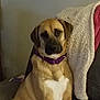 dog, brown_dog, purple_collar, couch, blanket, indoor, pet, animal, sitting, fur, face, ears, nose, eyes, relaxed, companion, domestic, cute, mammal, household
