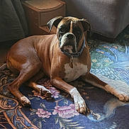 Loki is registered to the contest to win money with this photo: dog, boxer, carpet, floral_pattern, peacock_design, indoor, furniture, collar, pet, lying_down, brown_dog, white_paws, relaxed, animal, home, cozy, floor, portrait, domestic, canine