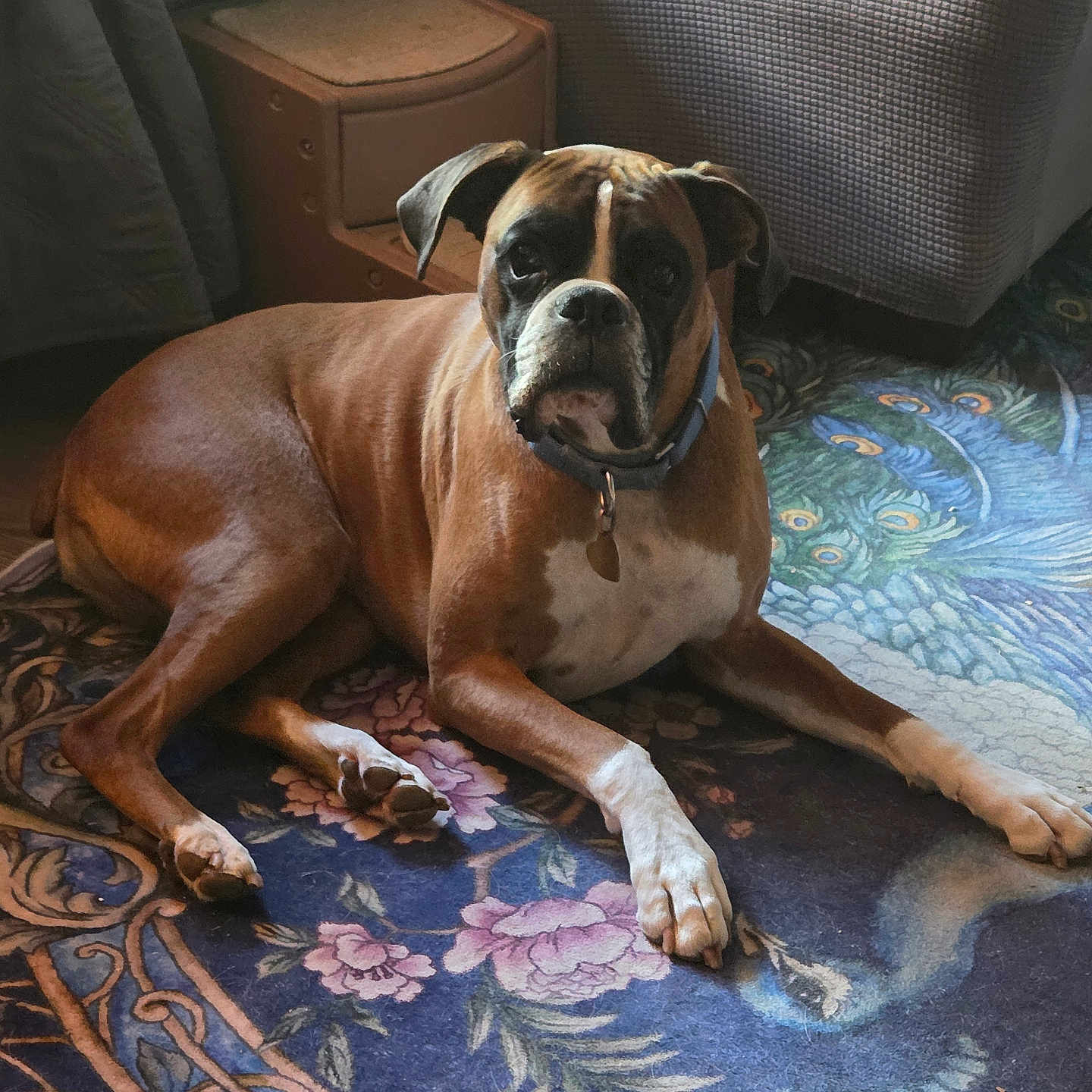 Loki is registered to the contest to win money with this photo: animal, boxer, brown_dog, canine, carpet, collar, cozy, dog, domestic, floor, floral_pattern, furniture, home, indoor, lying_down, peacock_design, pet, portrait, relaxed, white_paws