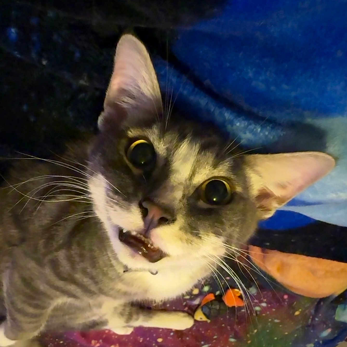 Stryker joined the competition — help win amazing prizes! cat, tabby, gray_cat, wide_eyes, whiskers, open_mouth, curious, pet, indoor, blanket, colorful, galaxy_pattern, fur, animal, cute, domestic_cat, portrait, looking_up, feline, closeup