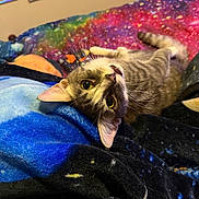 Stryker joined the competition — help win amazing prizes! cat, tabby_cat, pet, animal, indoor, blanket, colorful, galaxy_pattern, feline, cute, relaxed, whiskers, yellow_eyes, fur, cozy, bedroom, home, lying_down, closeup, playful