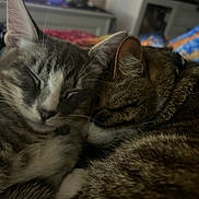 Sparrow joined the competition — help win amazing prizes! cat, sleeping, snuggling, cozy, feline, pet, fur, whiskers, close_up, domestic_animal, indoor, resting, cute, animal_pair, tabby, striped, peaceful, companion, bedroom, blanket