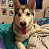 dog, husky, pet, bed, blanket, indoor, cozy, tongue_out, playful, friendly, curtains, window, wall_art, photo_frames, furniture, soft_texture, animal, canine, resting, smiling