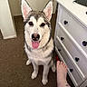 dog, husky, puppy, carpet, dresser, drawer, paw, tongue_out, ear, pet, indoor, floor, foot, pajamas, smiling, cute, home, furniture, animal, friendly