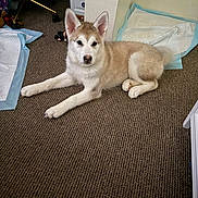 Laya joined the competition — help win amazing prizes! dog, puppy, indoor, carpet, training_pad, toy, floor, white, brown, pet, animal, laying, ears, nose, paw, cute, young, fur, domestic, home