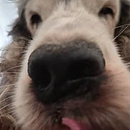 Ikker participe au concours pour gagner de l'argent avec cette photo : animal, blurred_background, brown_fur, camera, close_up, cream_fur, curious, dog, facial_features, floppy_ears, funny, letterbox_bars, long_hair, nose, outdoor, pet, portrait, shaggy_fur, snout, tongue