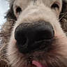 animal, blurred_background, brown_fur, camera, close_up, cream_fur, curious, dog, facial_features, floppy_ears, funny, letterbox_bars, long_hair, nose, outdoor, pet, portrait, shaggy_fur, snout, tongue
