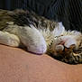 Surgeon is registered to the contest to win money with this photo: animal, cat, closeup, collar, comfy, cute, domestic, feline, fur, human_skin, indoor, nap, paw, peaceful, pet, relaxation, rest, sleeping, tabby, whiskers