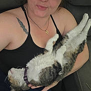 Surgeon is registered to the contest to win money with this photo: arm, black_clothing, casual, cat, closeup, collar, comfort, couch, fur, holding, human, indoor, necklace, person, pet, relaxing, resting, striped_fur, tattoo, white_fur