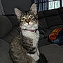 Surgeon joined the competition — help win amazing prizes! cat, collar, couch, cozy, curious, curtains, domestic, framed_pictures, fur, gray, green_eyes, home, indoor, pet, seated, sofa, tabby, tail, whiskers, window