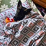 dog, blanket, toy, cushion, patterned_blanket, floral_pattern, indoor, resting, lying_down, pet, cute, cozy, ears, fur, snuggled, carpet, wooden_furniture, home, comfort, animal