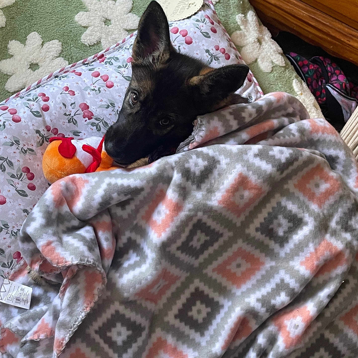 Onyx joined the competition — help win amazing prizes! animal, blanket, carpet, comfort, cozy, cushion, cute, dog, ears, floral_pattern, fur, home, indoor, lying_down, patterned_blanket, pet, resting, snuggled, toy, wooden_furniture