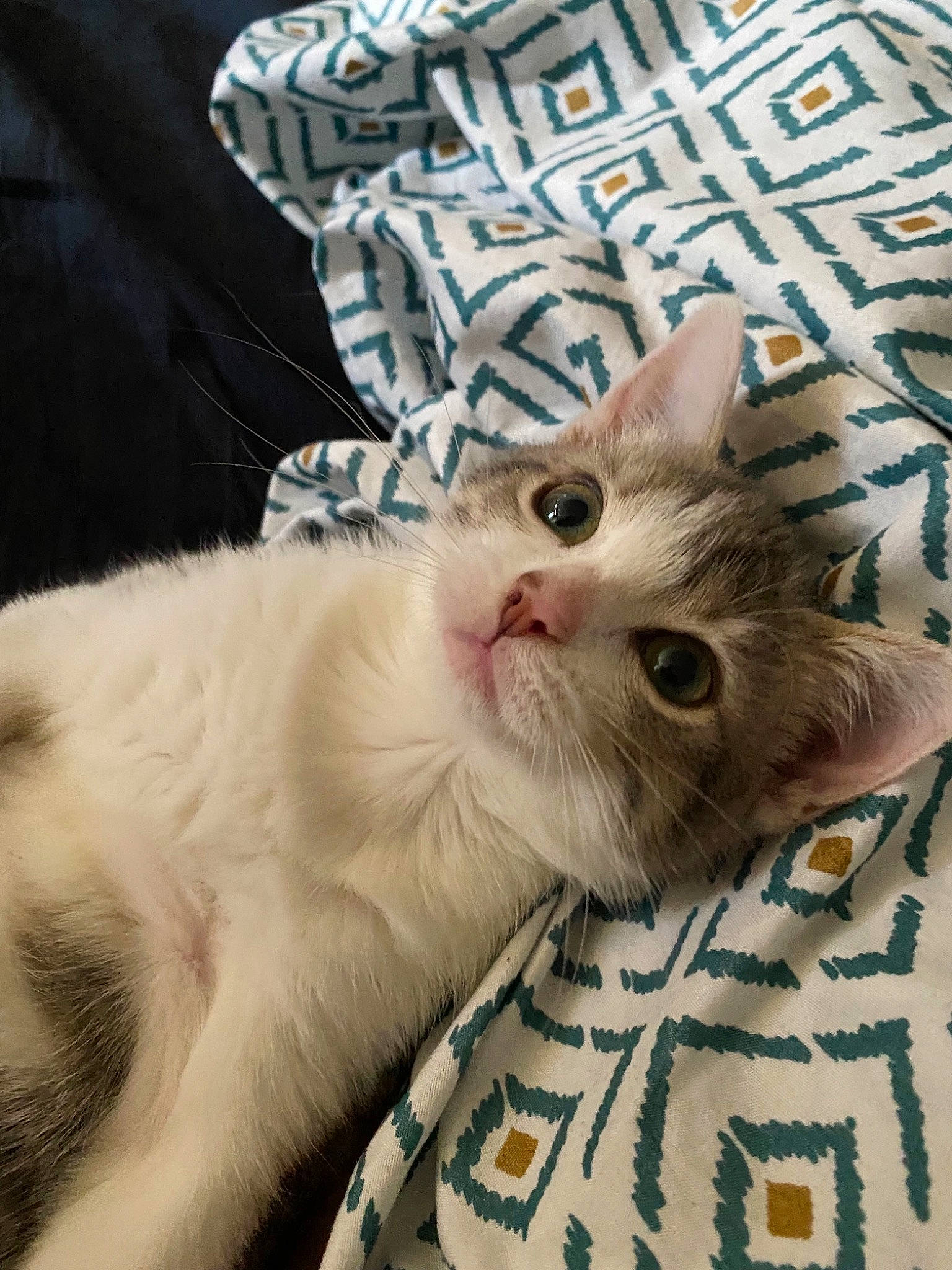 Sushie participe au concours pour gagner de l'argent avec cette photo : carnivore, cat, claw, comfort, domestic_short_haired_cat, fawn, felidae, fur, pattern, paw, photo_caption, plant, small_to_medium_sized_cats, tail, whiskers