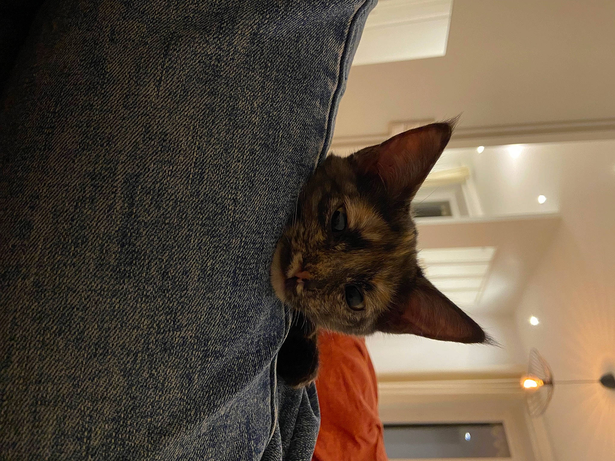 Artemis participe au concours pour gagner de l'argent avec cette photo : brown, carnivore, cat, ceiling, comfort, domestic_short_haired_cat, fawn, felidae, fur, grey, linens, room, small_to_medium_sized_cats, snout, tail, tree, whiskers, wood