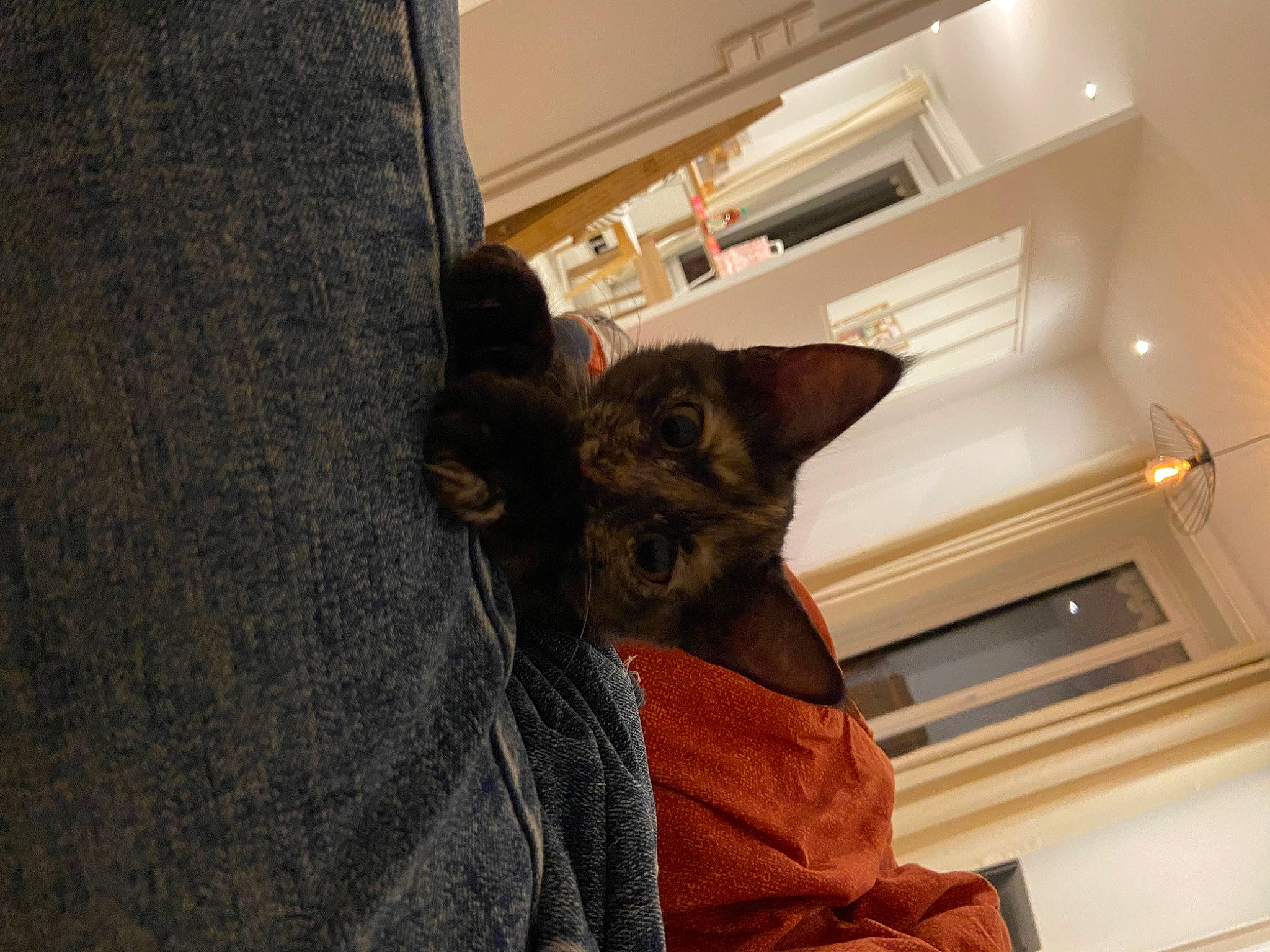 Artemis participe au concours pour gagner de l'argent avec cette photo : black_cat, brown, carnivore, cat, ceiling, comfort, domestic_short_haired_cat, ear, fawn, felidae, flooring, fur, grey, hardwood, room, small_to_medium_sized_cats, tail, whiskers, window, wood