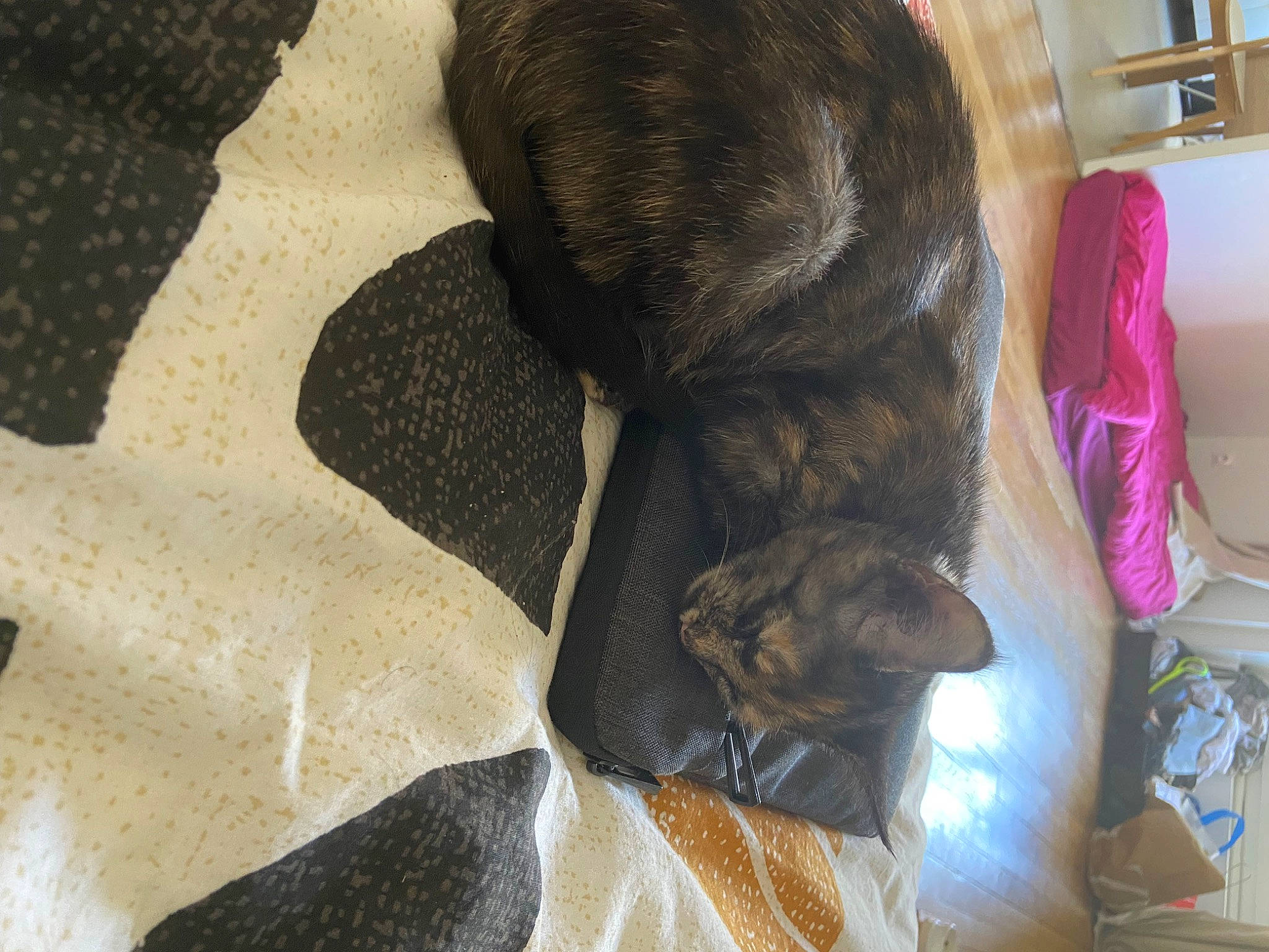 Artemis a rejoint le concours — aidez-le/la à gagner de superbes lots ! black_cat, bombay, carnivore, cat, claw, comfort, companion_dog, dog_breed, domestic_short_haired_cat, felidae, fur, grey, linens, liver, small_to_medium_sized_cats, snout, sporting_group, tail, terrestrial_animal, whiskers