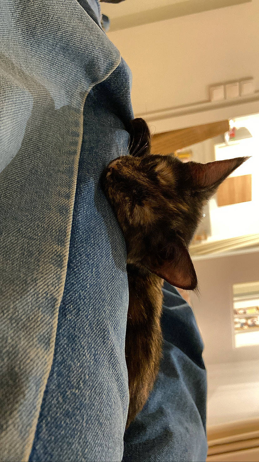 Artemis participe au concours pour gagner de l'argent avec cette photo : carnivore, cat, collar, comfort, denim, dog_breed, domestic_short_haired_cat, ear, electric_blue, fawn, felidae, fur, gesture, grey, linens, sleeve, small_to_medium_sized_cats, snout, tail, whiskers