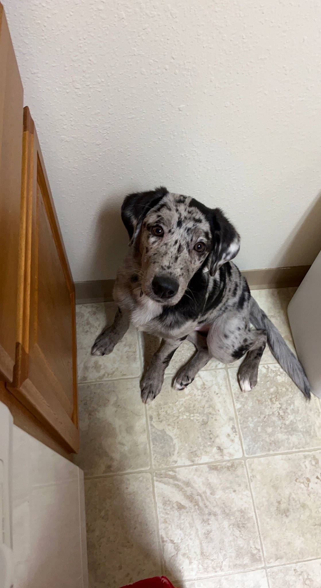 Delgado is registered to the contest to win money with this photo: art, canidae, carnivore, companion_dog, dog, dog_breed, fawn, floor, flooring, fur, guard_dog, hardwood, paw, pointing_breed, snout, sporting_group, tail, wood, working_animal, working_dog