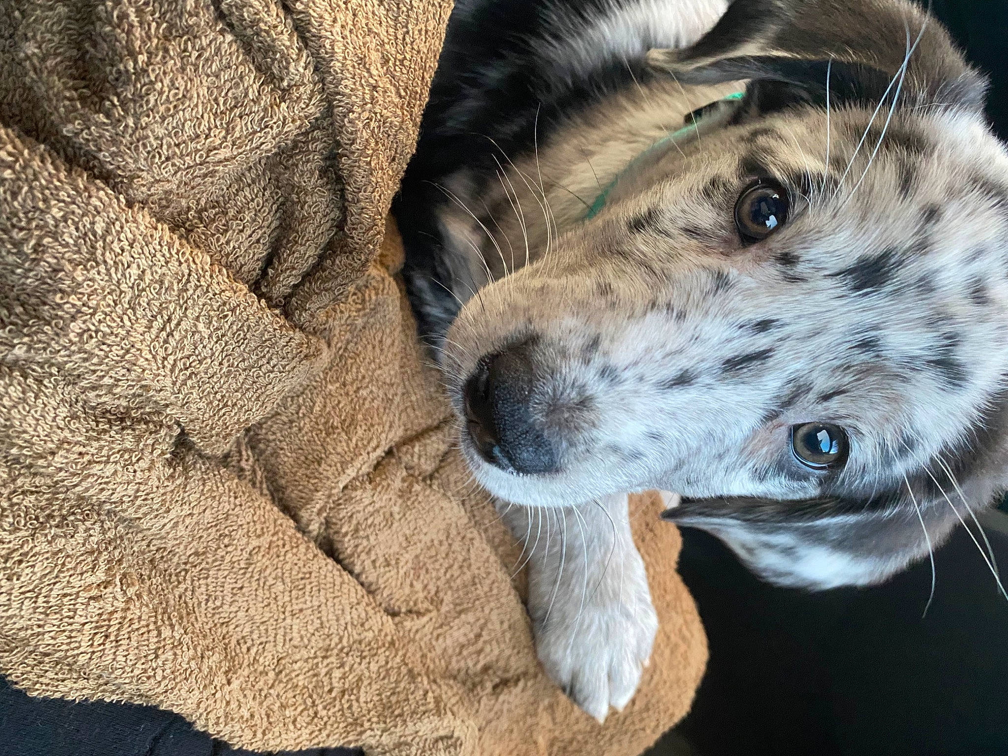 Delgado joined the competition — help win amazing prizes! big_cats, canidae, canis, carnivore, collar, dog, dog_breed, felidae, fur, non_sporting_group, pattern, snout, soil, sporting_group, street_dog, terrestrial_animal, whiskers, working_animal, working_dog