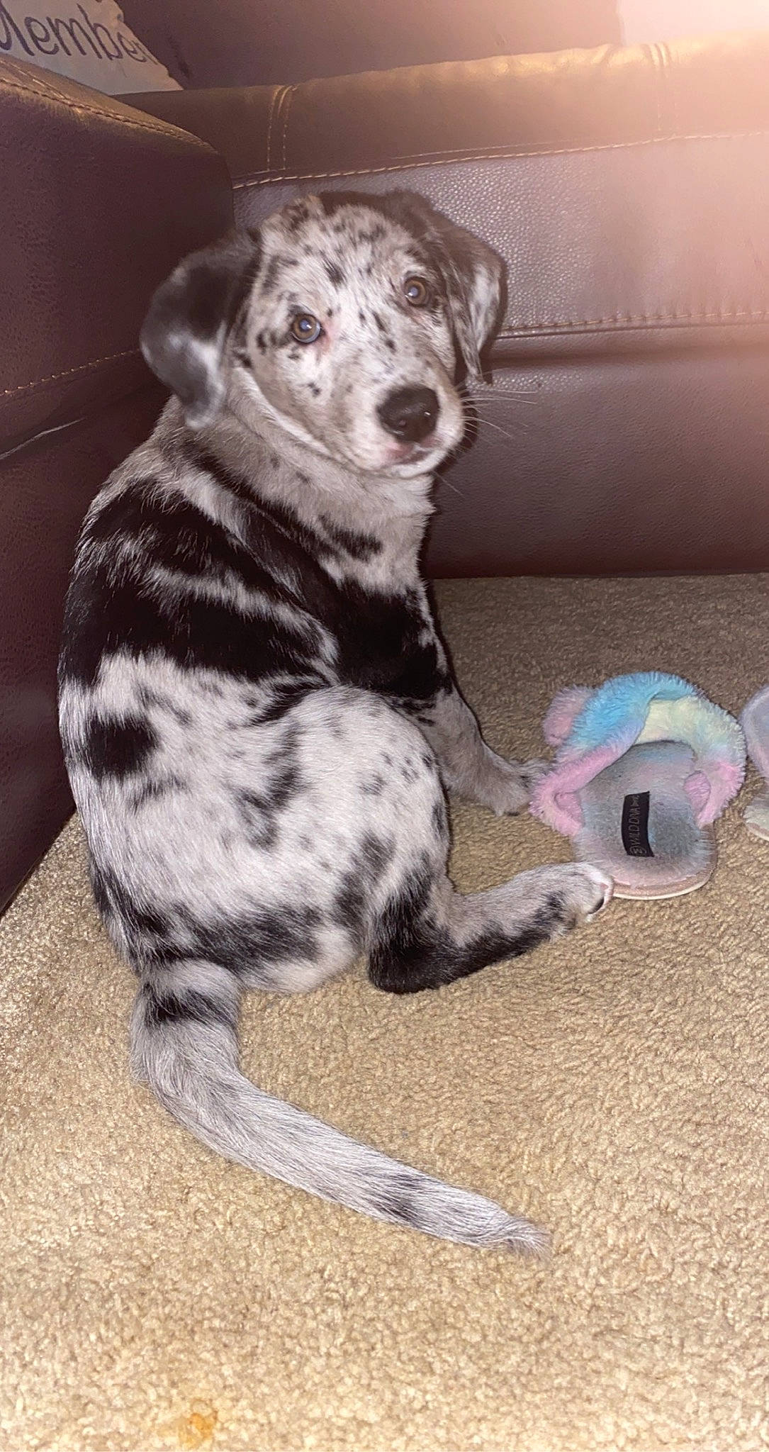 Delgado joined the competition — help win amazing prizes! canidae, carnivore, comfort, companion_dog, couch, dog, dog_breed, dog_supply, fawn, fur, non_sporting_group, paw, pet_supply, snout, sporting_group, tail, terrestrial_animal, toy, whiskers, working_animal