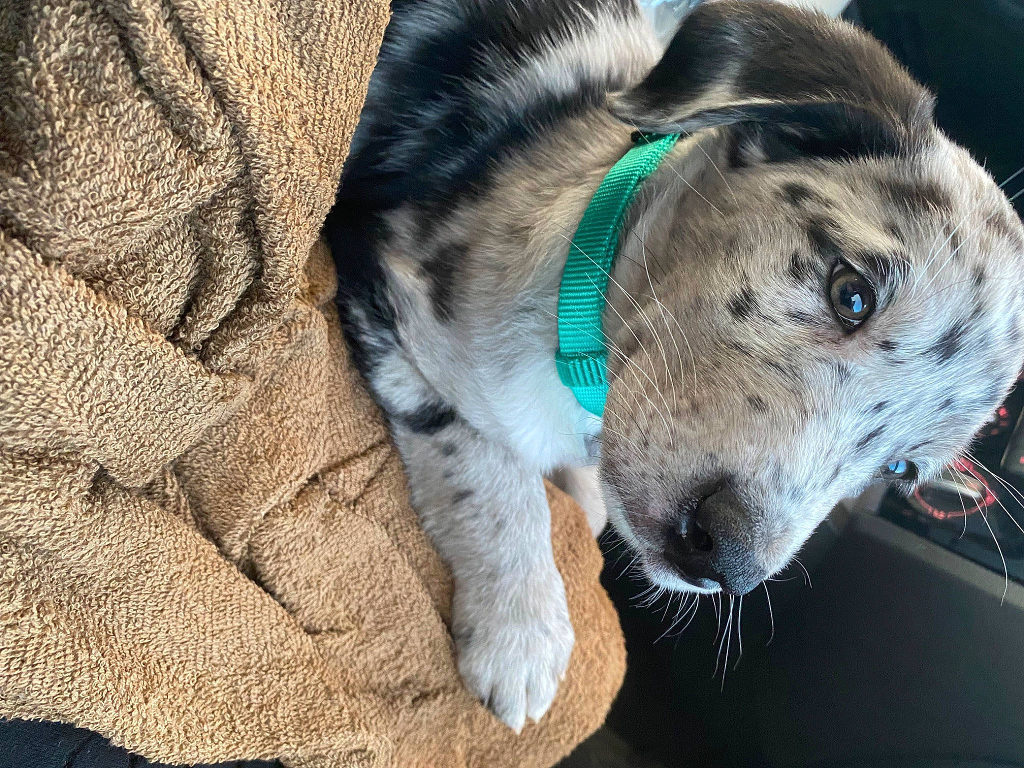 Delgado joined the competition — help win amazing prizes! canidae, carnivore, collar, companion_dog, dog, dog_breed, dog_collar, fawn, fur, grass, leash, livestock, pack_animal, sled_dog, snout, sporting_group, terrestrial_animal, whiskers, wildlife, working_animal